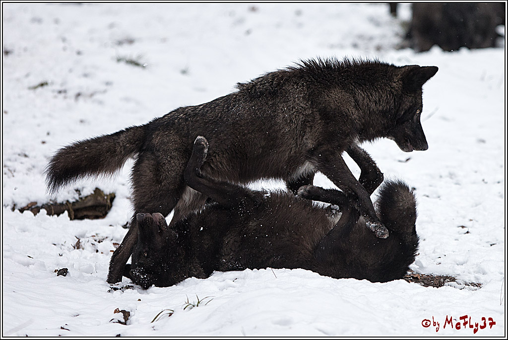 Woelfe im Schnee Timberwolf Polarwolf, 11.02.2017