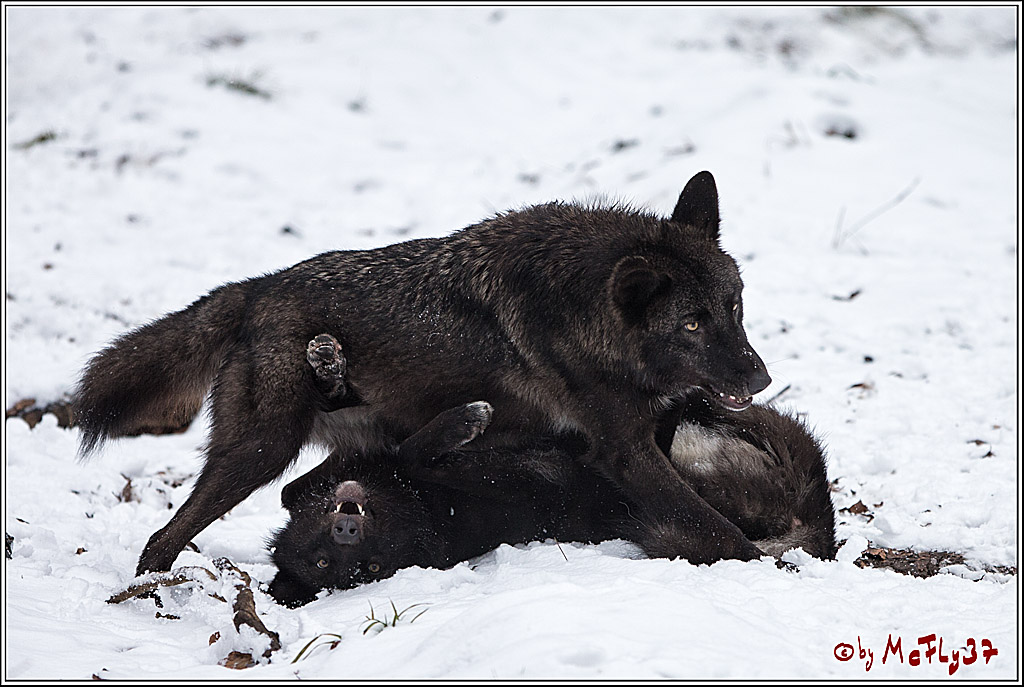 Woelfe im Schnee Timberwolf Polarwolf, 11.02.2017