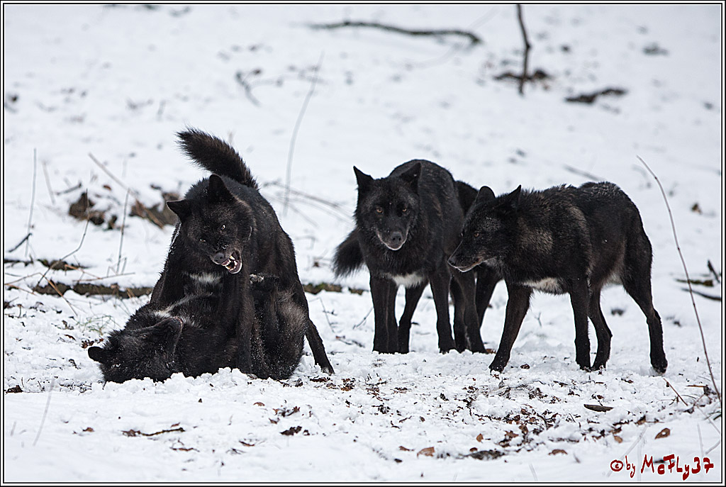 Woelfe im Schnee Timberwolf Polarwolf, 11.02.2017