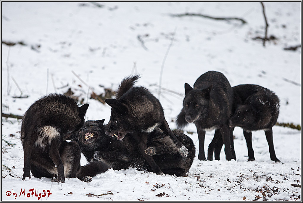 Woelfe im Schnee Timberwolf Polarwolf, 11.02.2017