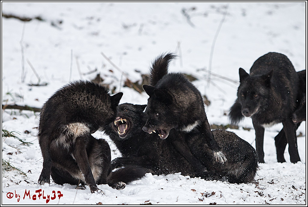 Woelfe im Schnee Timberwolf Polarwolf, 11.02.2017