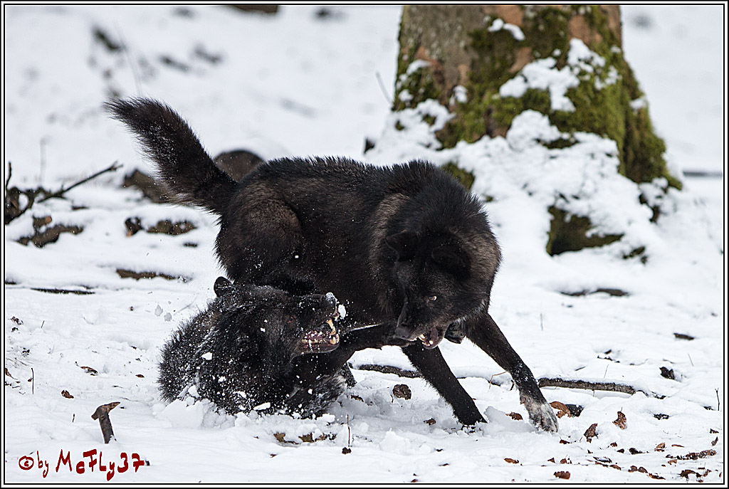 Woelfe im Schnee Timberwolf Polarwolf, 11.02.2017