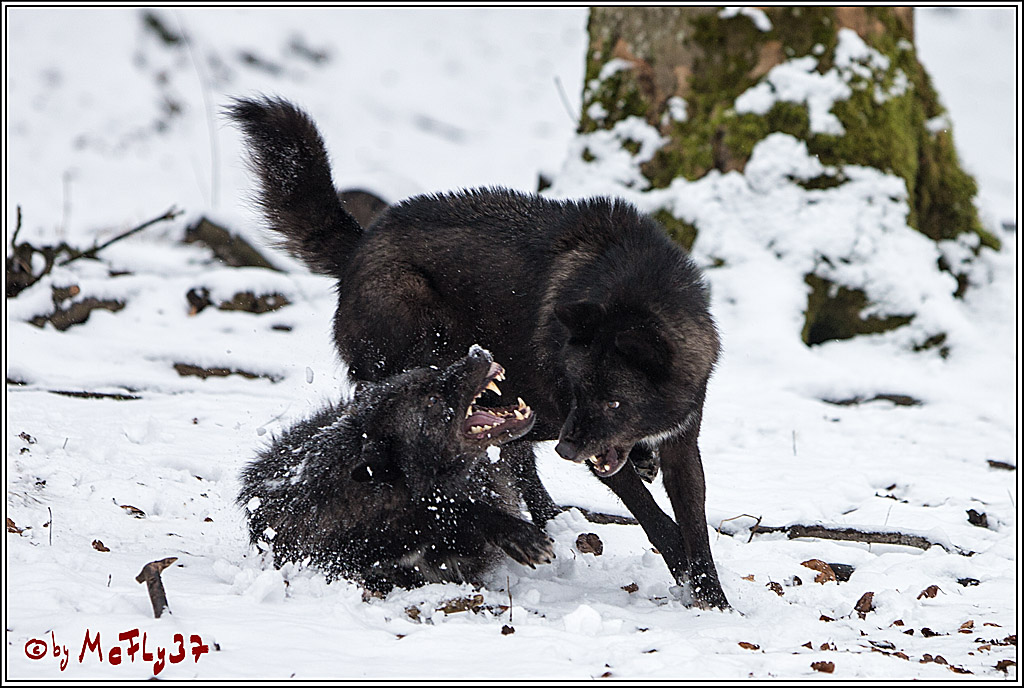 Woelfe im Schnee Timberwolf Polarwolf, 11.02.2017