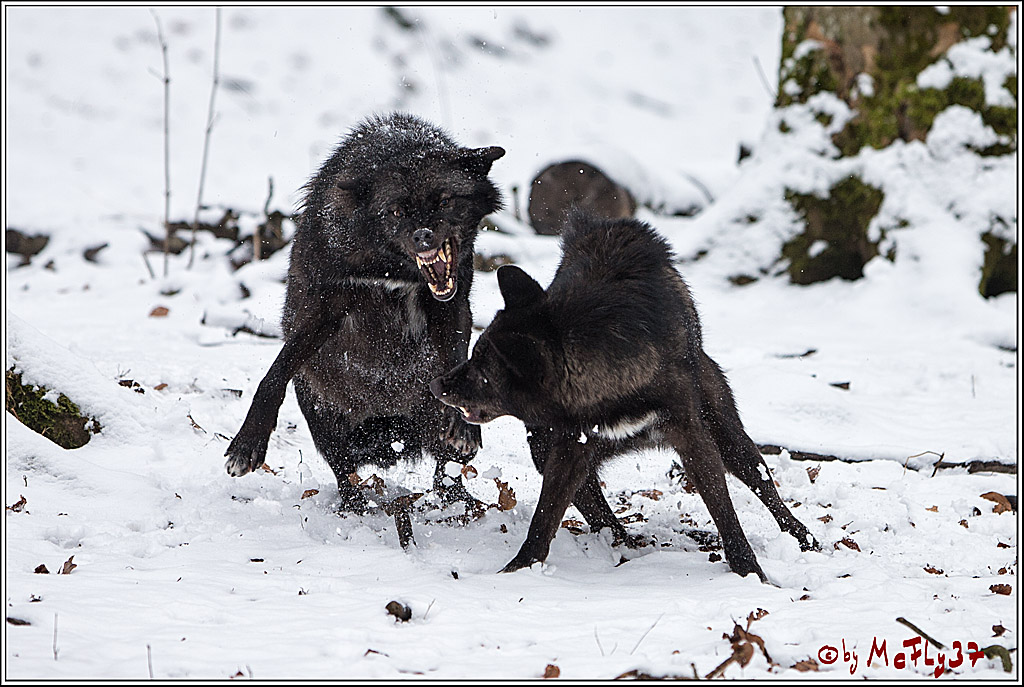 Woelfe im Schnee Timberwolf Polarwolf, 11.02.2017