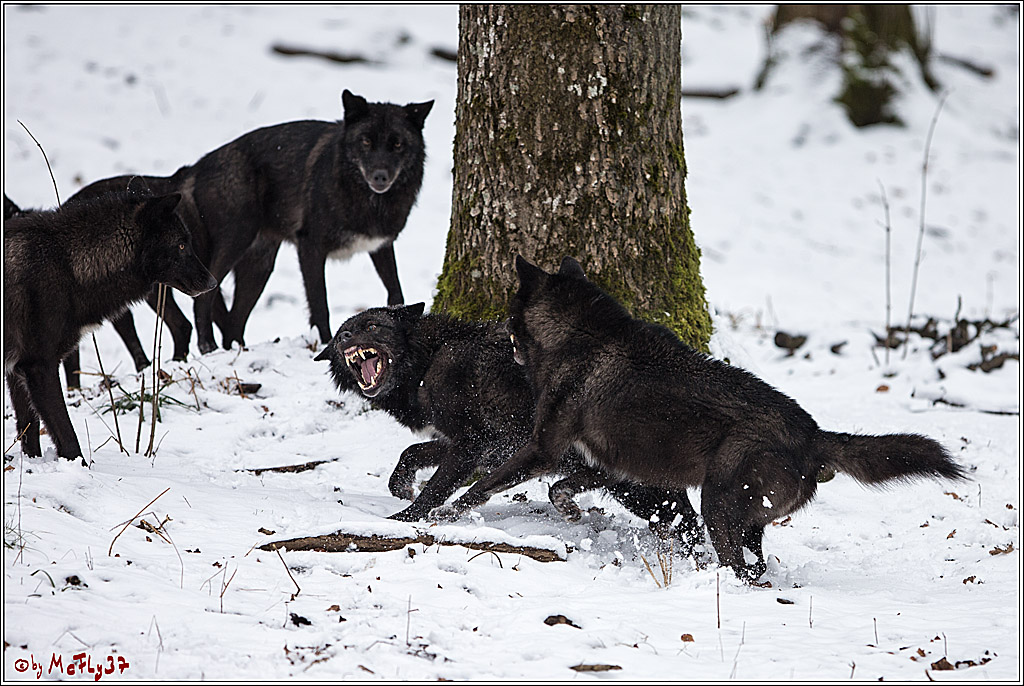 Woelfe im Schnee Timberwolf Polarwolf, 11.02.2017
