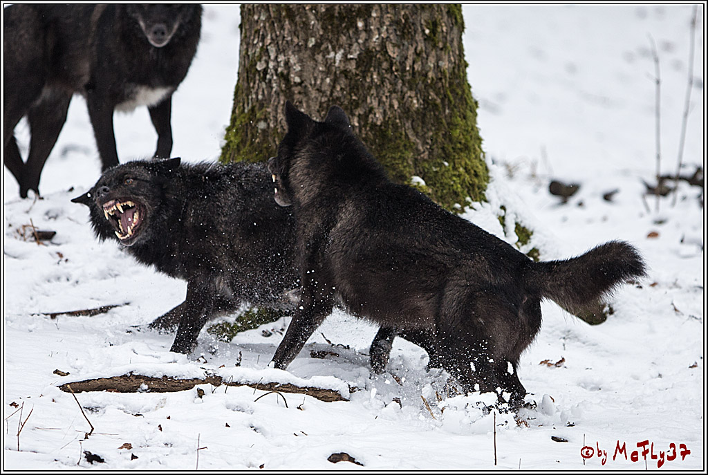 Woelfe im Schnee Timberwolf Polarwolf, 11.02.2017
