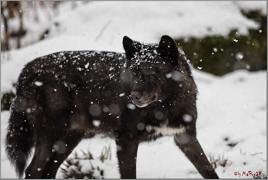 Woelfe im Schnee Timberwolf Polarwolf, 11.02.2017
