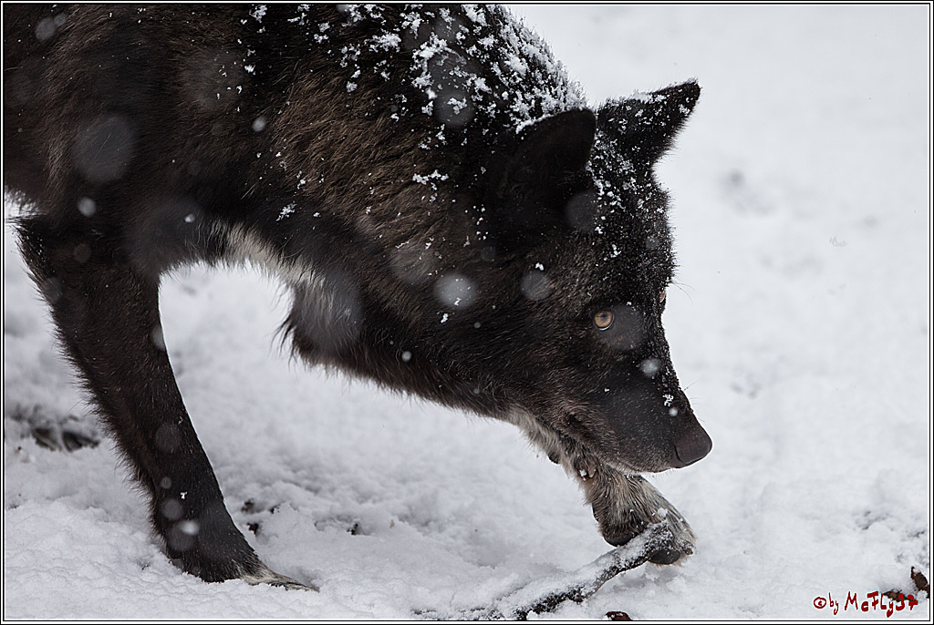 Woelfe im Schnee Timberwolf Polarwolf, 11.02.2017