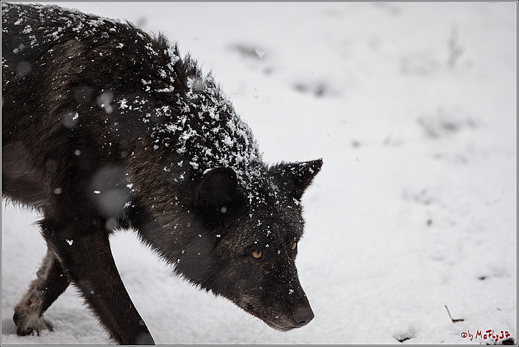 Woelfe im Schnee Timberwolf Polarwolf, 11.02.2017
