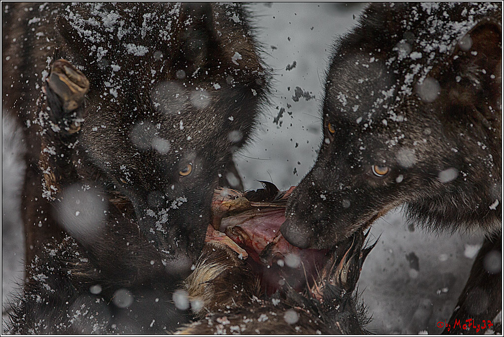 Woelfe im Schnee Timberwolf Polarwolf, 11.02.2017