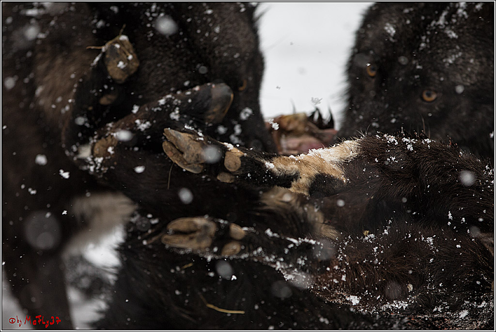 Woelfe im Schnee Timberwolf Polarwolf, 11.02.2017