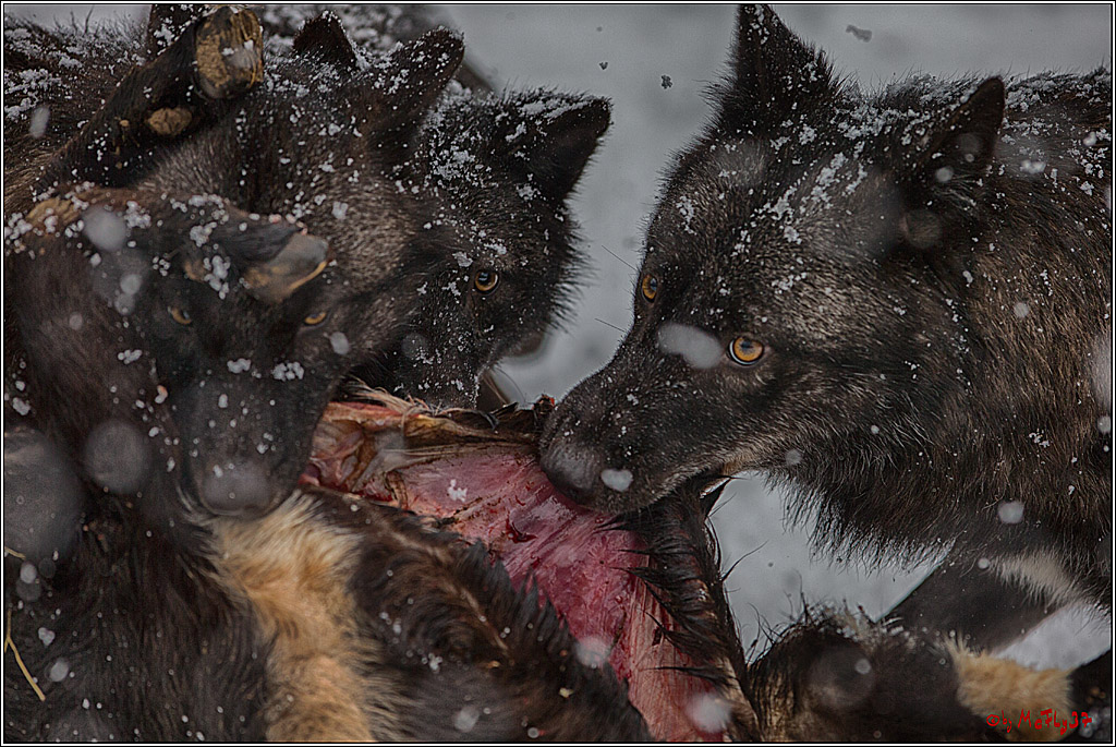 Woelfe im Schnee Timberwolf Polarwolf, 11.02.2017