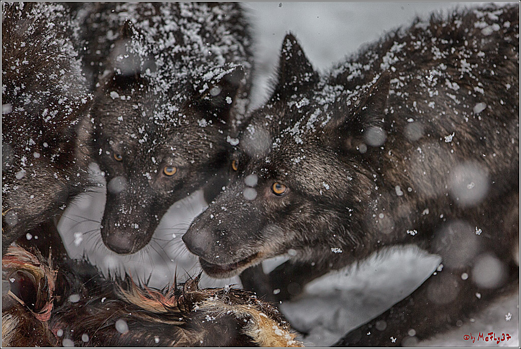 Woelfe im Schnee Timberwolf Polarwolf, 11.02.2017