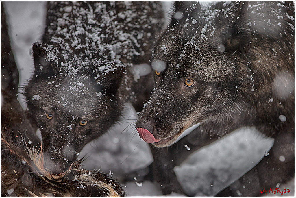 Woelfe im Schnee Timberwolf Polarwolf, 11.02.2017