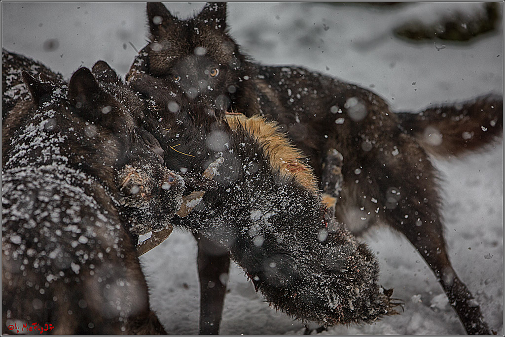 Woelfe im Schnee Timberwolf Polarwolf, 11.02.2017