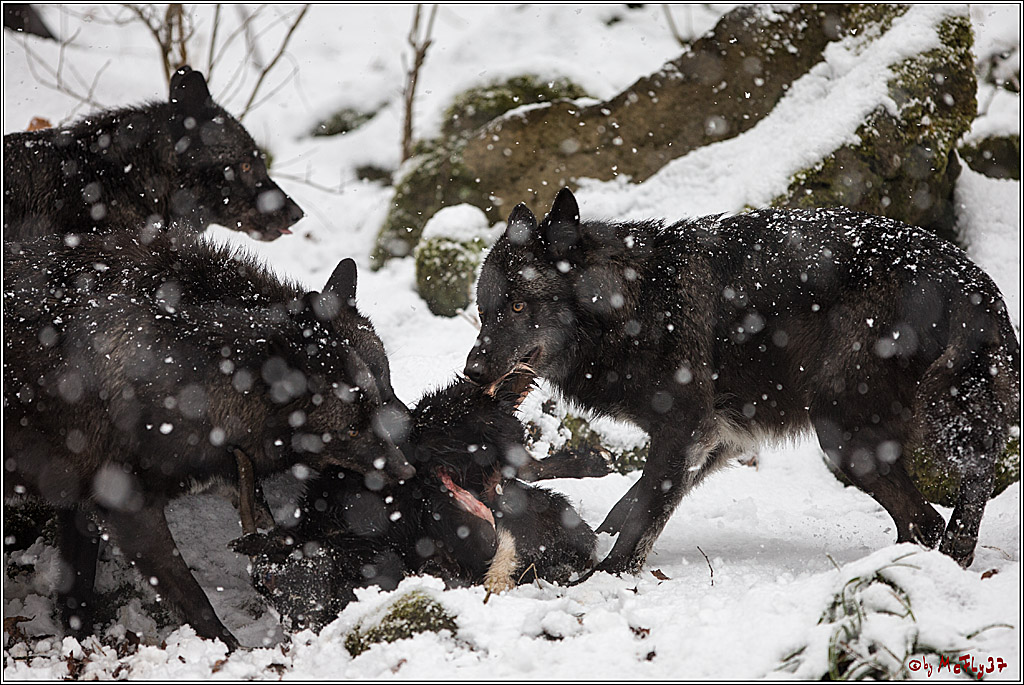 Woelfe im Schnee Timberwolf Polarwolf, 11.02.2017