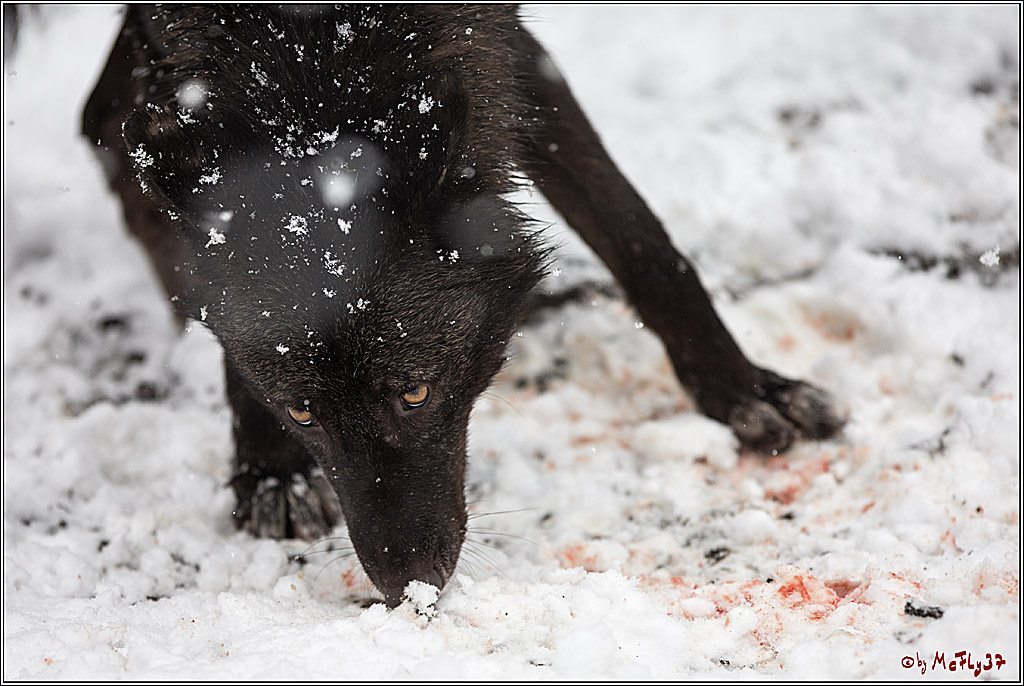 Woelfe im Schnee Timberwolf Polarwolf, 11.02.2017