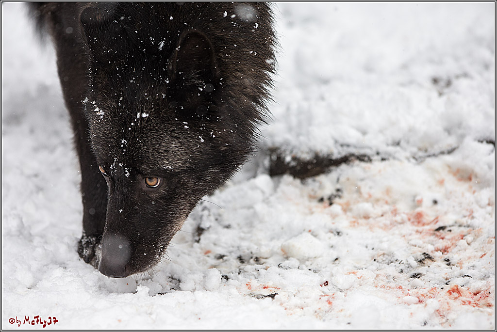 Woelfe im Schnee Timberwolf Polarwolf, 11.02.2017
