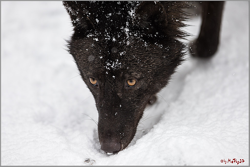 Woelfe im Schnee Timberwolf Polarwolf, 11.02.2017