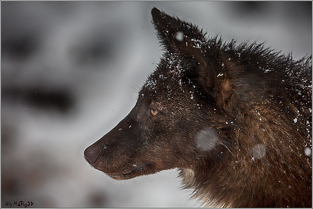 Woelfe im Schnee Timberwolf Polarwolf, 11.02.2017