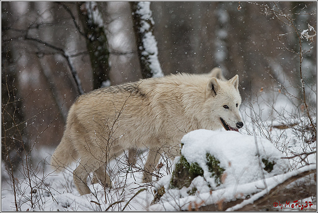 Woelfe im Schnee Timberwolf Polarwolf, 11.02.2017