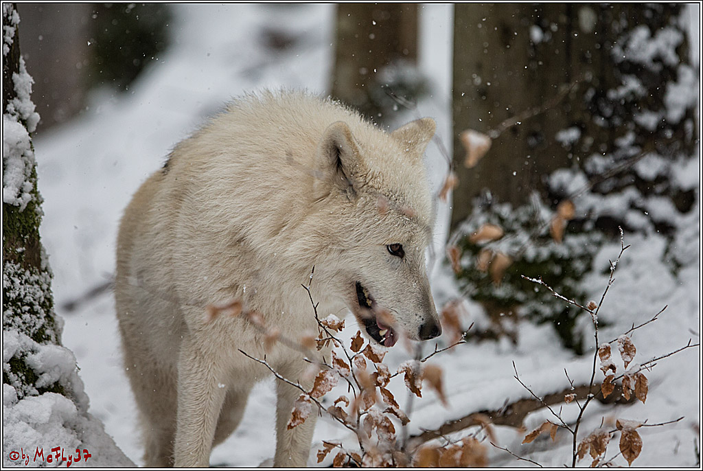 Woelfe im Schnee Timberwolf Polarwolf, 11.02.2017