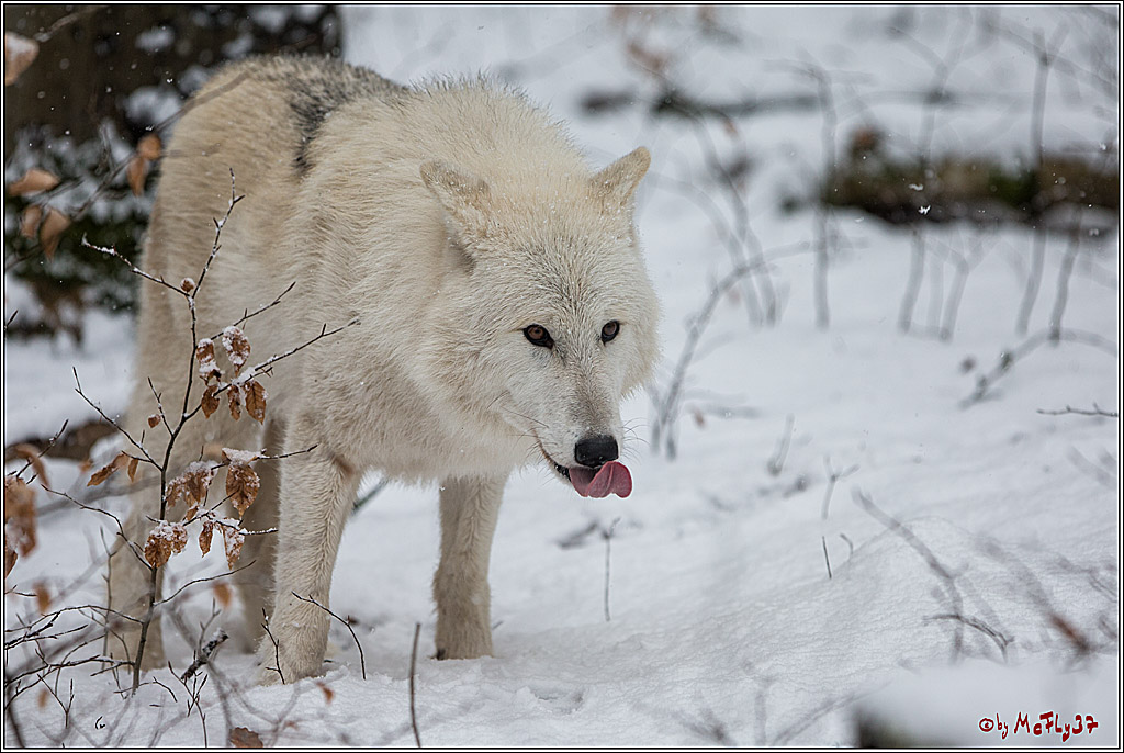 Woelfe im Schnee Timberwolf Polarwolf, 11.02.2017
