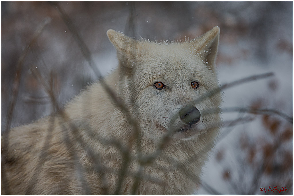 Woelfe im Schnee Timberwolf Polarwolf, 11.02.2017