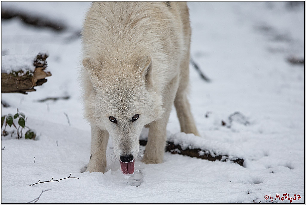 Woelfe im Schnee Timberwolf Polarwolf, 11.02.2017