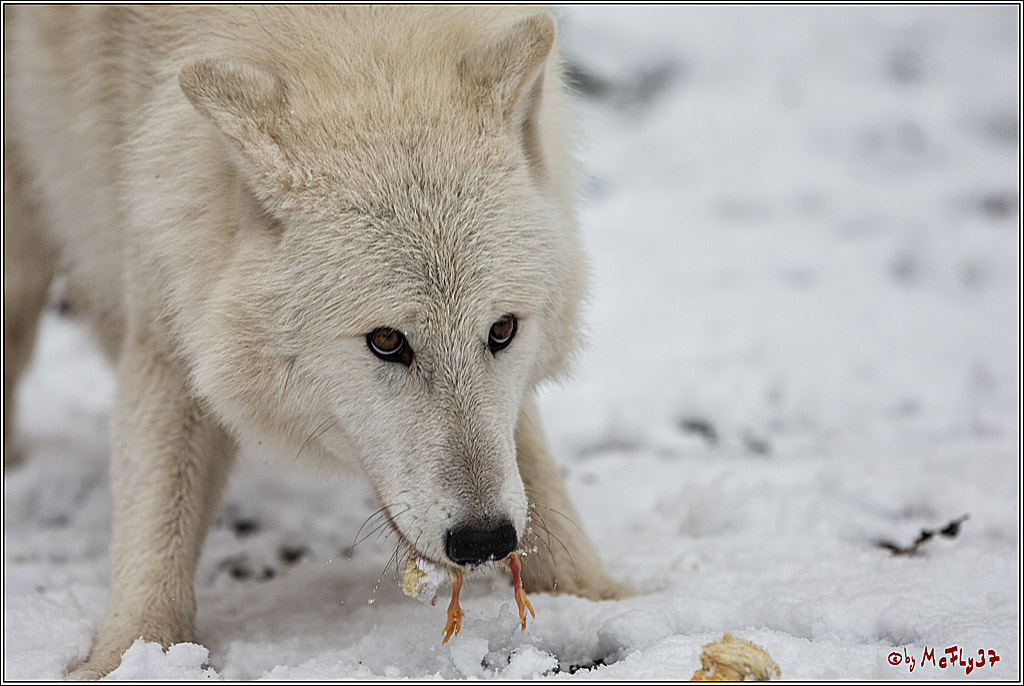 Woelfe im Schnee Timberwolf Polarwolf, 11.02.2017