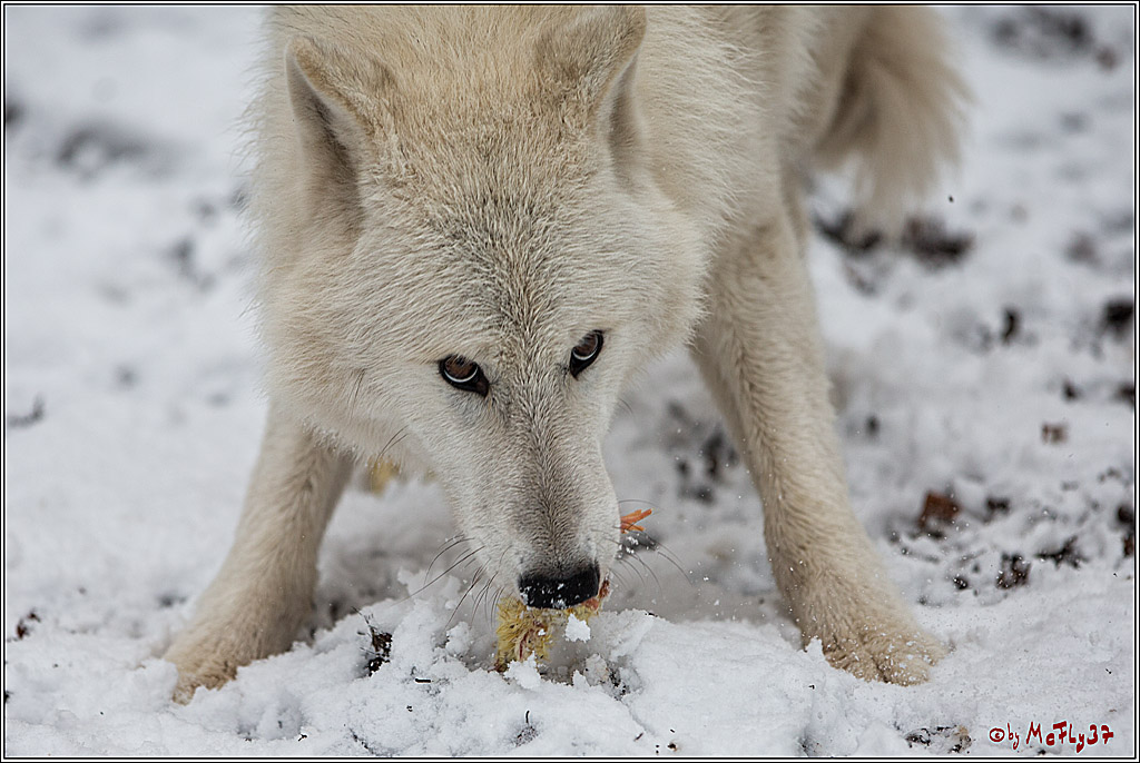 Woelfe im Schnee Timberwolf Polarwolf, 11.02.2017