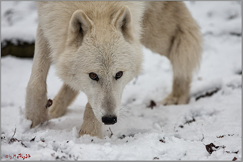 Woelfe im Schnee Timberwolf Polarwolf, 11.02.2017