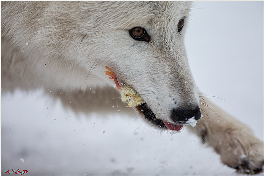 Woelfe im Schnee Timberwolf Polarwolf, 11.02.2017