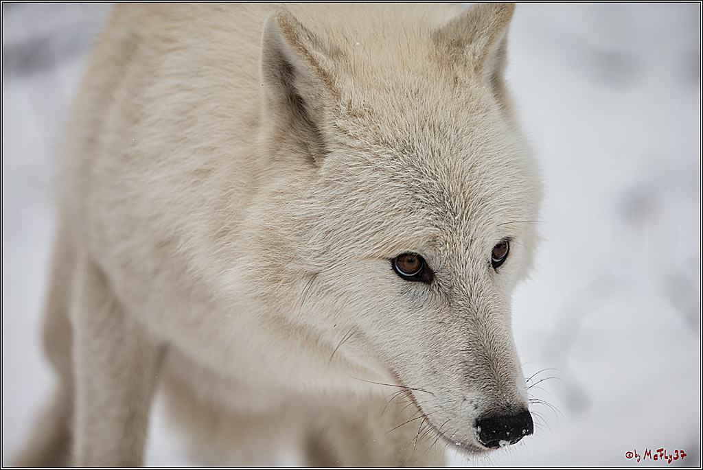 Woelfe im Schnee Timberwolf Polarwolf, 11.02.2017