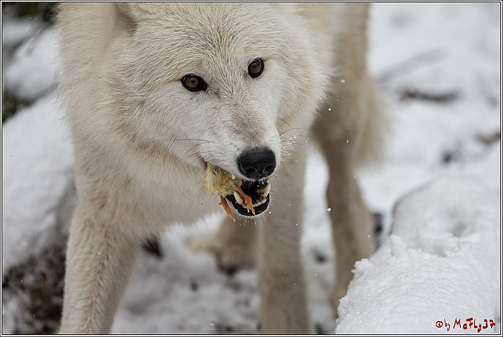 Woelfe im Schnee Timberwolf Polarwolf, 11.02.2017