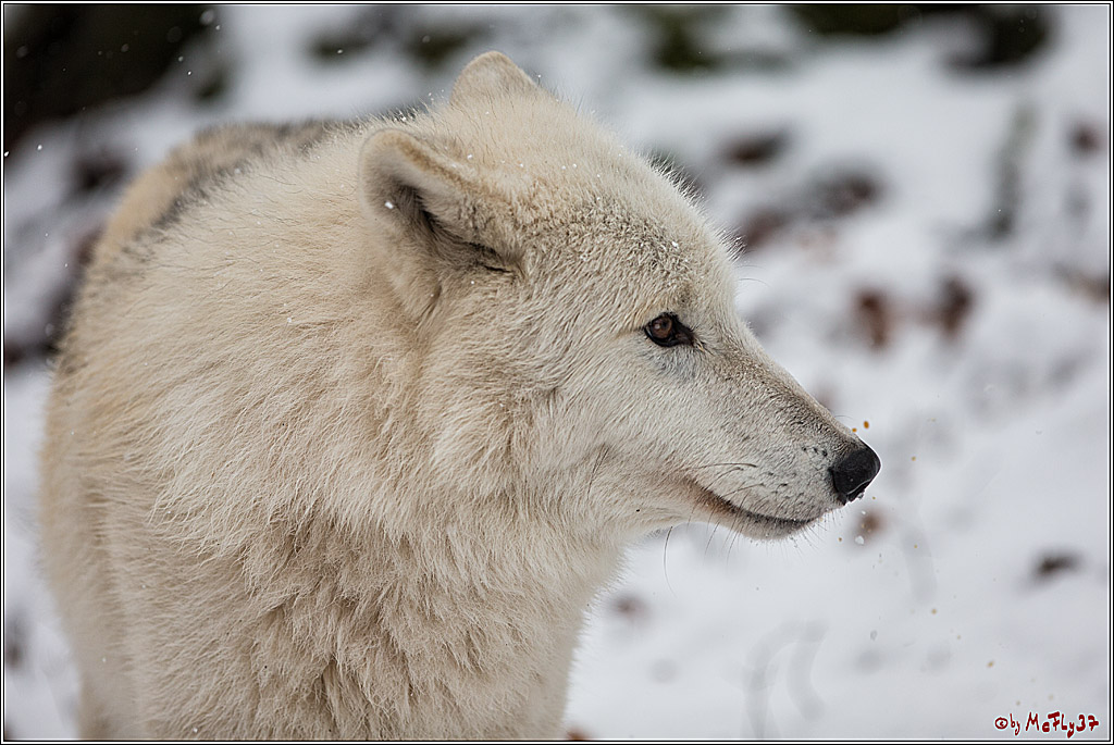Woelfe im Schnee Timberwolf Polarwolf, 11.02.2017