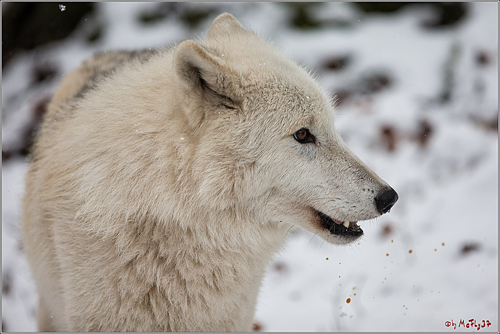 Woelfe im Schnee Timberwolf Polarwolf, 11.02.2017