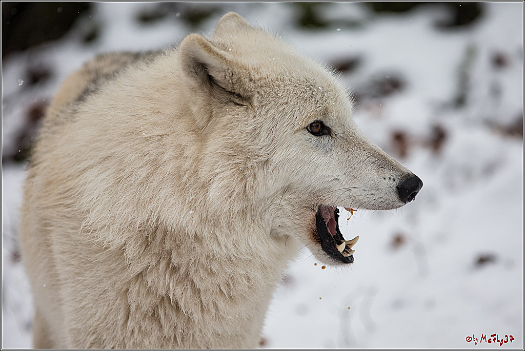 Woelfe im Schnee Timberwolf Polarwolf, 11.02.2017
