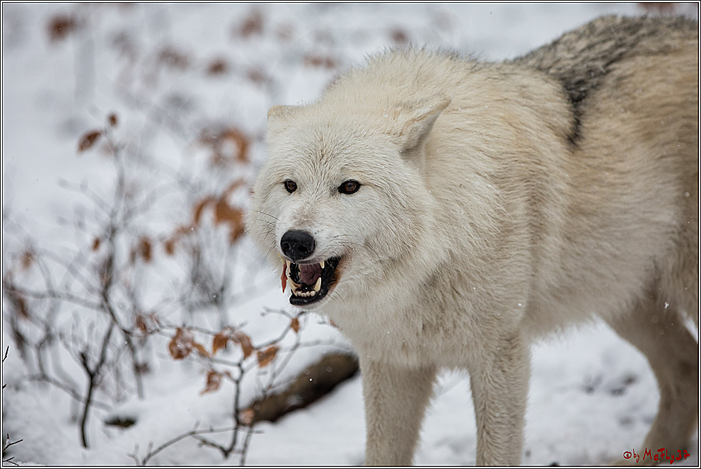 Woelfe im Schnee Timberwolf Polarwolf, 11.02.2017