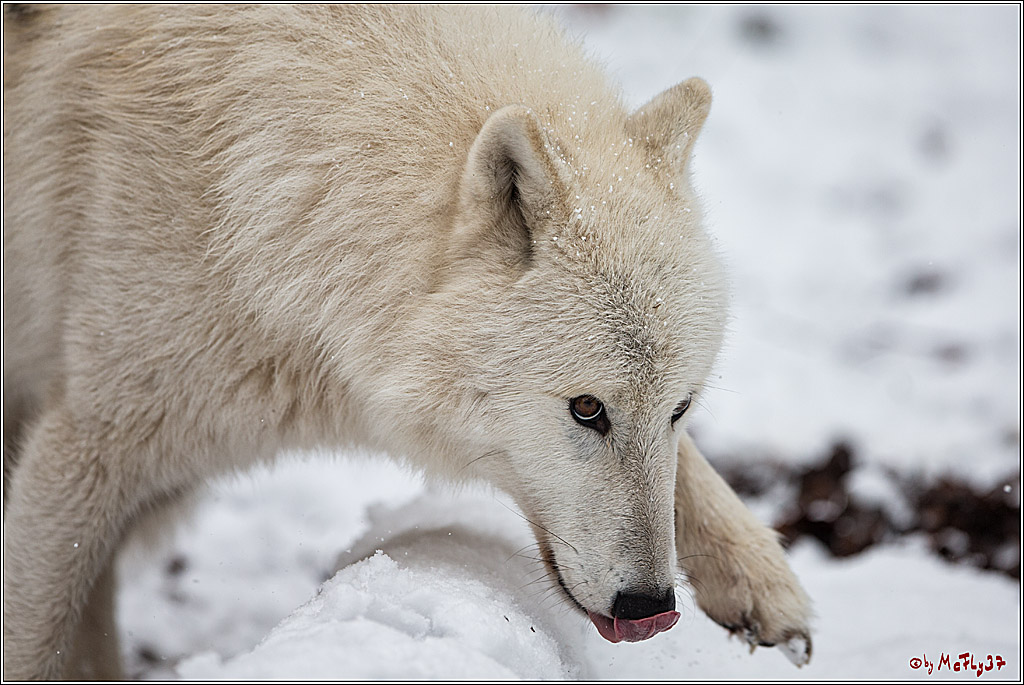 Woelfe im Schnee Timberwolf Polarwolf, 11.02.2017