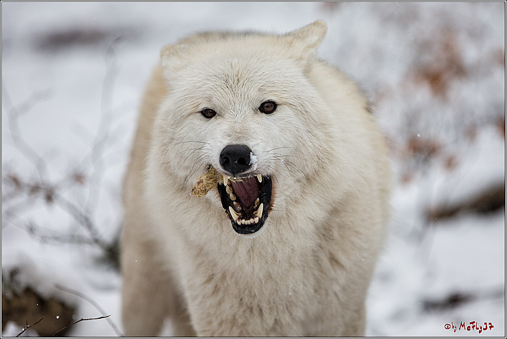 Woelfe im Schnee Timberwolf Polarwolf, 11.02.2017