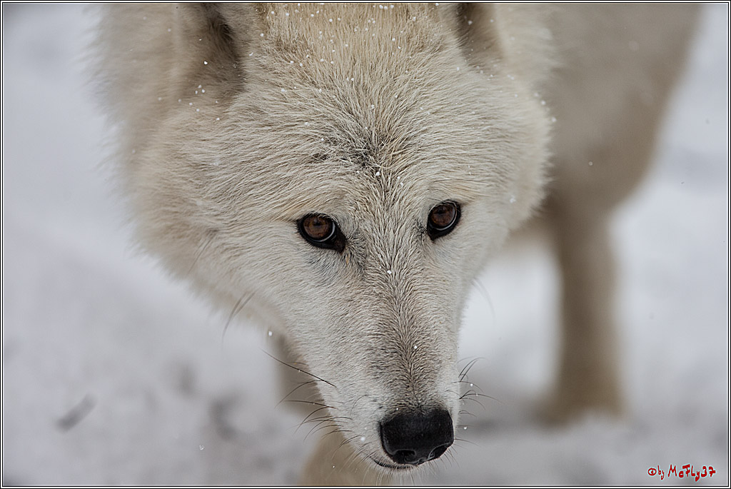 Woelfe im Schnee Timberwolf Polarwolf, 11.02.2017