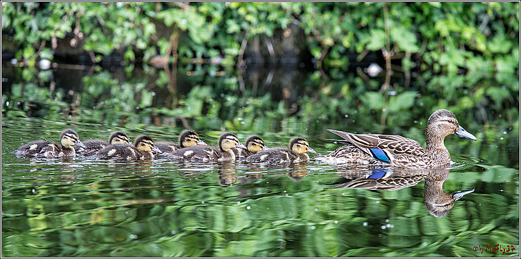 Eisvogel Nette, 19.05.2018, Haubentaucher,