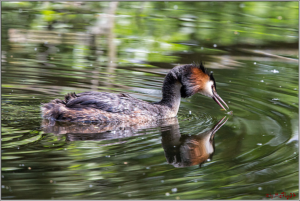 Eisvogel Nette, 19.05.2018, Haubentaucher,