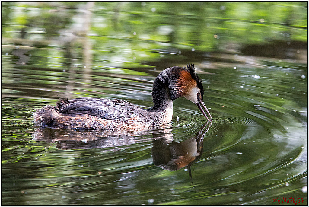 Eisvogel Nette, 19.05.2018, Haubentaucher,