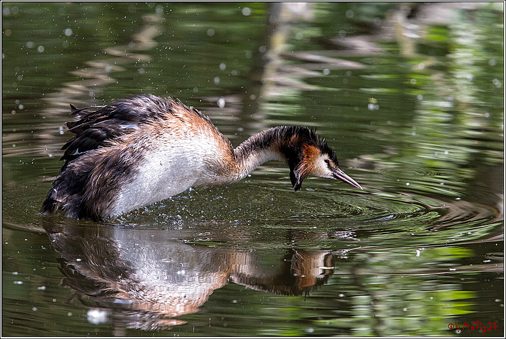 Eisvogel Nette, 19.05.2018, Haubentaucher,