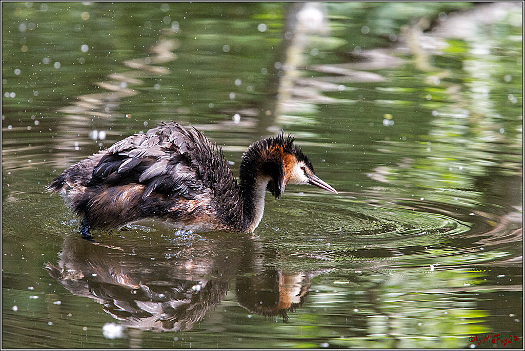 Eisvogel Nette, 19.05.2018, Haubentaucher,