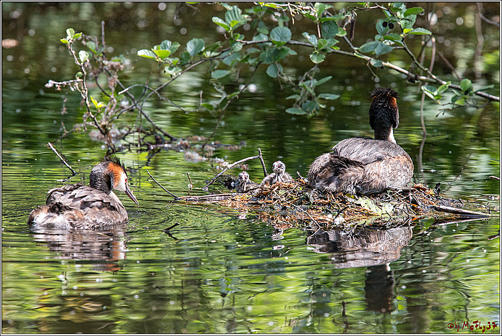 Eisvogel Nette, 19.05.2018, Haubentaucher,