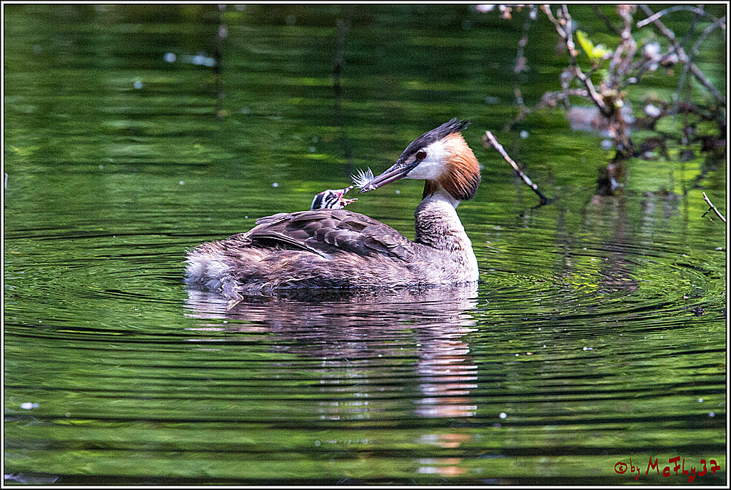 Eisvogel Nette, 19.05.2018, Haubentaucher,