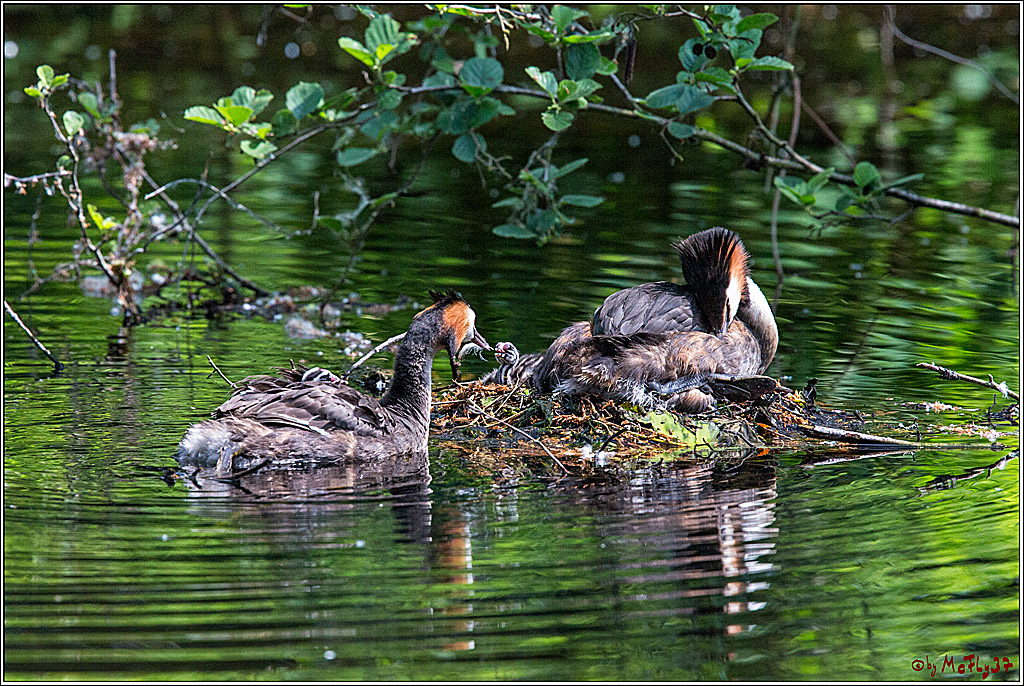 Eisvogel Nette, 19.05.2018, Haubentaucher,